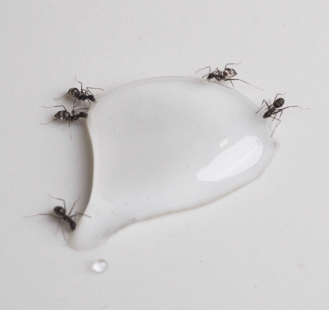 Ants feeding on NTN bait